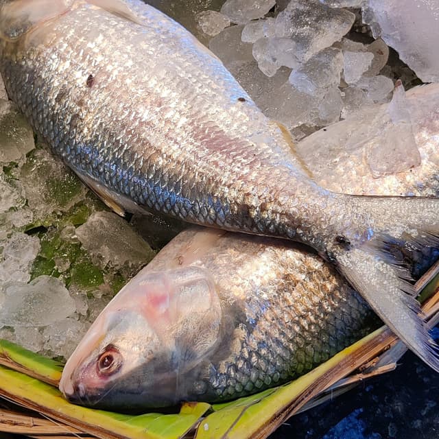 ইলিশ